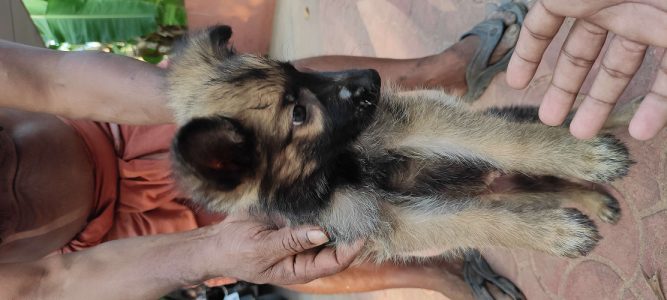 Germanshaperd puppy's available