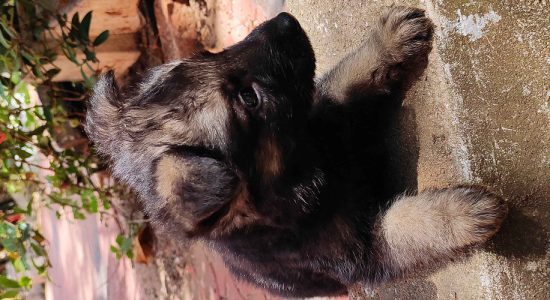 Germanshaperd puppy's available