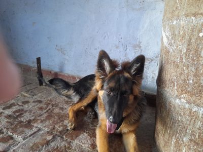 Germen shepherd double coat