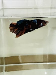 Giant betta for sale