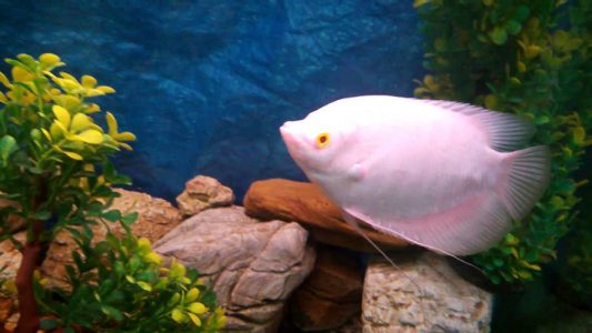 Giant gourami red eye 7inch