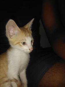 Ginger kitten