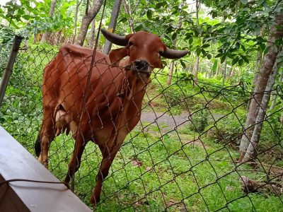 Gir cow for sale