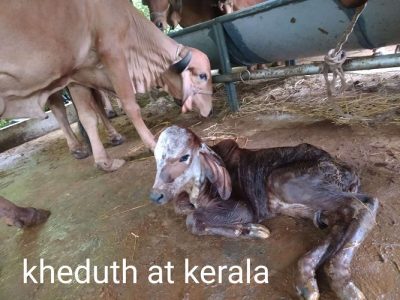 Gir cow for sale with female calf at konni