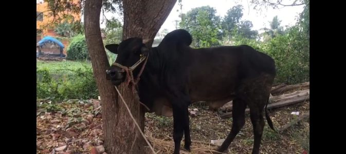 GIR COW PUNGANURU COW ONGOLE COW