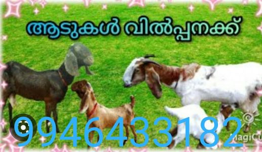 ആടുകൾ വില്പനക്ക്