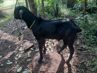 Goat (2 big and 3 small)