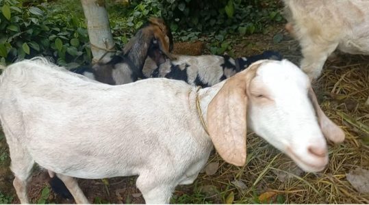 ആട് വിൽപ്പനക്ക്