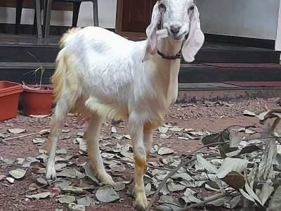 മൂന്ന് മാസം ചെനയുളള മലബാറി ആട് വില്പനയ്ക്ക്