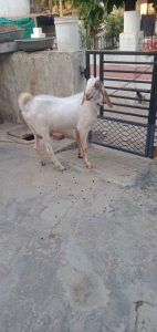 goat farming