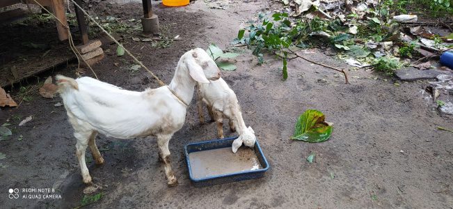 Goat  sale 