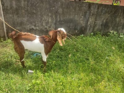 GOAT FOR SALE