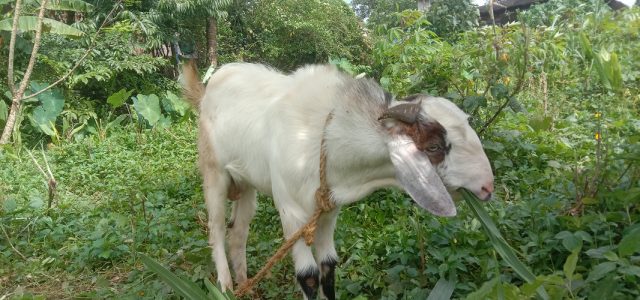 Goat for sale
