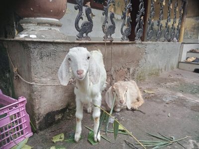 Goat for sale