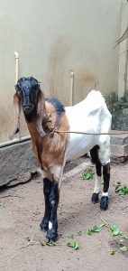 Goat for sale