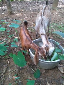 Goat and kid in karimannoor
