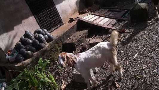 Goat Kids Male in Muvattupuzha Kerala