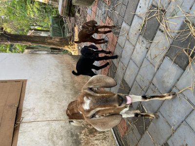 Goat (Kolad enam) for sale with two kids male and female