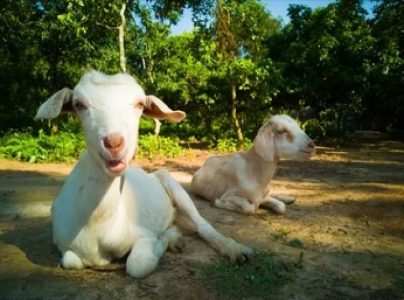 Goat or malabari aadu
