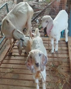 1 goat (2 months pregnant )and 2 child (5 months)