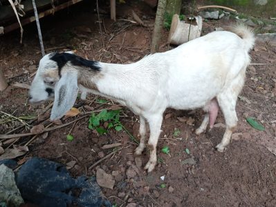 കറവയുള്ള   പെണ്ണാട്   വിൽപ്പനക്ക്