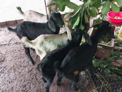 മുട്ടൻ അട്ടിൻ കുട്ടികൾ