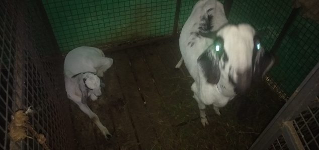 അമ്മയാടും ഒരു മുട്ടൻ കുഞ്ഞും