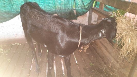 Goats for sale (Female goat and muttan(2 months))