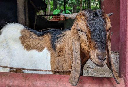 Goats for sale