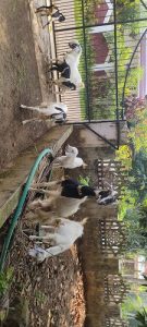 Goats for sale