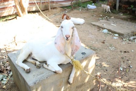 2 Goats for  Sale