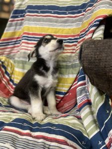 Goberian Puppy : 50 days (Imported Siberian Husky and UK White Retirever cross)