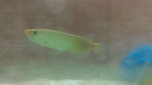 Golden pearl Arowana  with 3 feet aquarium