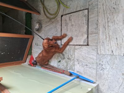 Golden retiver dog .male