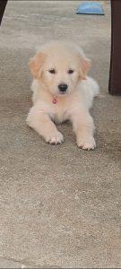 golden retreiver puppies available