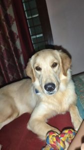 Golden retriever 10 months for sale