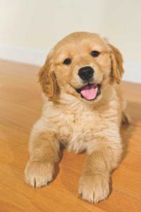 Golden retriever 1st quality london breed