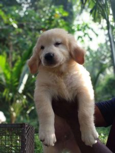 Golden retriever 48 days