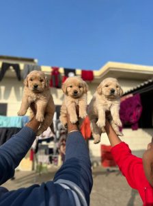 Golden retriever 9047773374