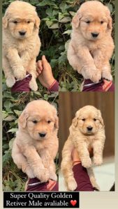Golden Retriever available whsaap 8019630452