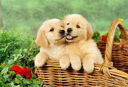 Golden Retriever Cute Puppy....8800539300