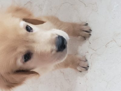 Golden retriever dog