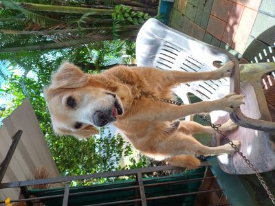 Golden retriever dog-8 year active/healthy/cute&loving  for sale