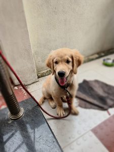 Golden Retriever Dog sale