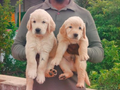 Golden Retriever