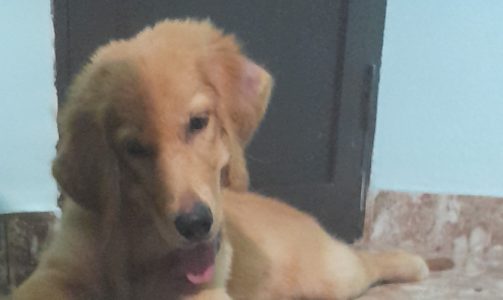 Golden Retriever