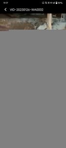 Golden retriever for sale