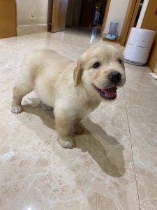 GOLDEN RETRIEVER