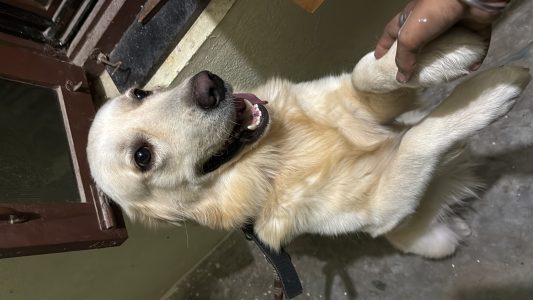 Golden retriever
