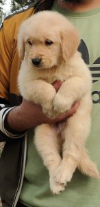 Golden retriever